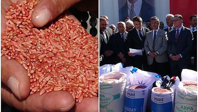 Van’da tarıma destek: 3 yılda 11 bin 322 ton tohum dağıtıldı