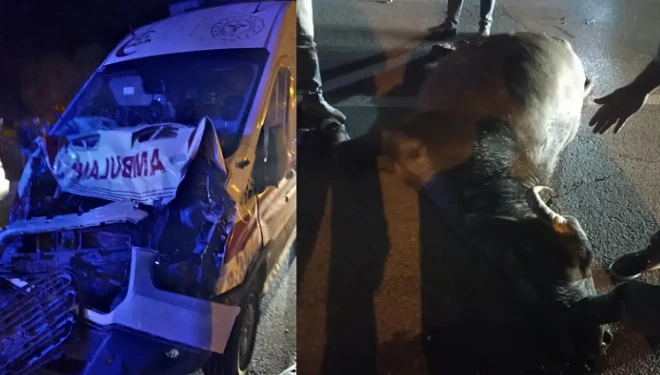 Muş’tan Van’a giden ambulans mandaya çarptı