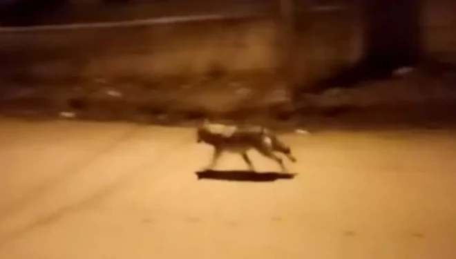 Van'ın o ilçesinde aç kalan kurtlar ilçe merkezine indi