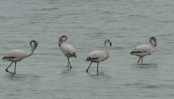 Allı turnalar bu yıl Van’a erken geldi