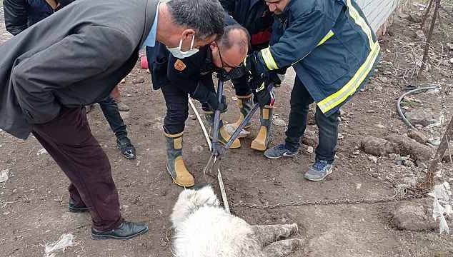 Ağzına demir saplanan köpeği itfaiye ekipleri kurtardı