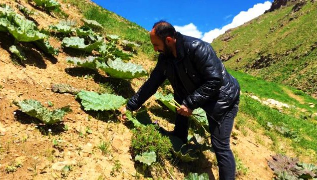 Vatandaşların "yayla muzu" mesaisi