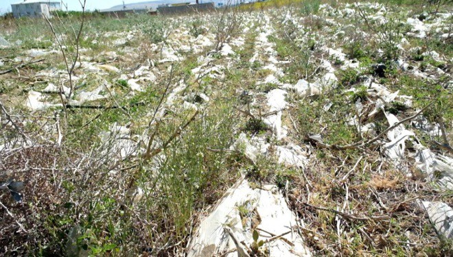 Gevaş’taki yetiştiriciler, üretimle birlikte çöpleri de tarlalarda bırakıyor