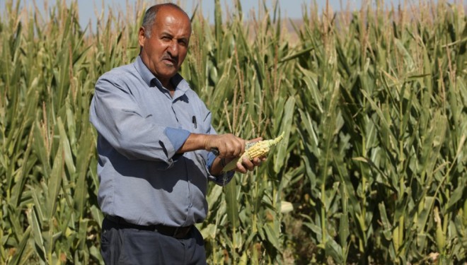 Saray'da yüzde 100 hibe ekilen silajlık mısırda 50 ton mısır hasadı elde edildi!