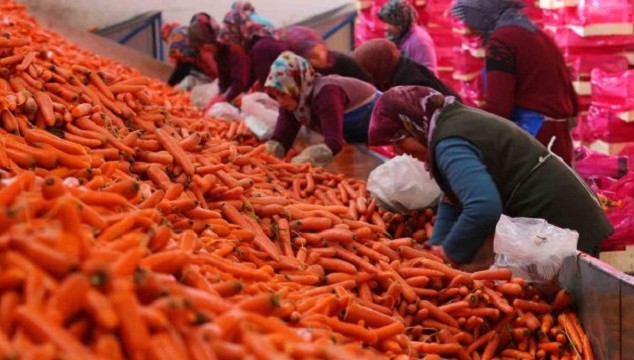 Ocak ayında elle sökümü yapılan havuç, dünya pazarına hazırlanıyor