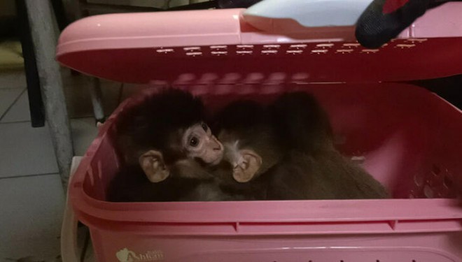 Gümrükten ülkeye sokulmak istenen 11 yavru maymuna el konuldu!