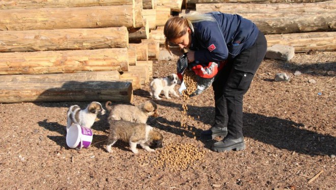 Erciş belediyesi sokak hayvanlarını unutmuyor