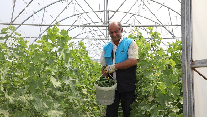 Gürpınar Belediyesi seralarında hasat zamanı