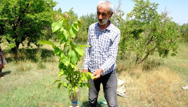 Van Edremit'te meyve bahçeleri kuruyor!