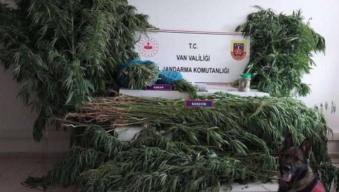 Van’da 605 kök hint keneviri ele geçirildi