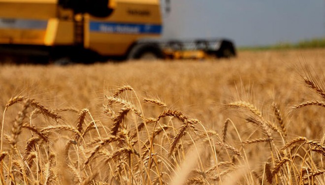 Van'daki buğday ve arpa veriminde yüzde 80'lik artış bekleniyor