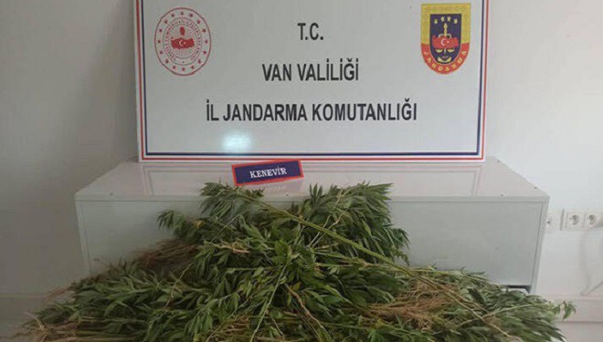 Van'da, 237 kök Hint keneviri ele geçirildi; 1 gözaltı