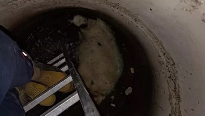 Van'ın Özalp ilçesi'nde rögara düşen koyunu, itfaiye kurtardı