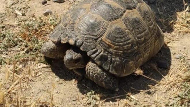 Kuyuda mahsur kalan kaplumbağalar kurtarıldı