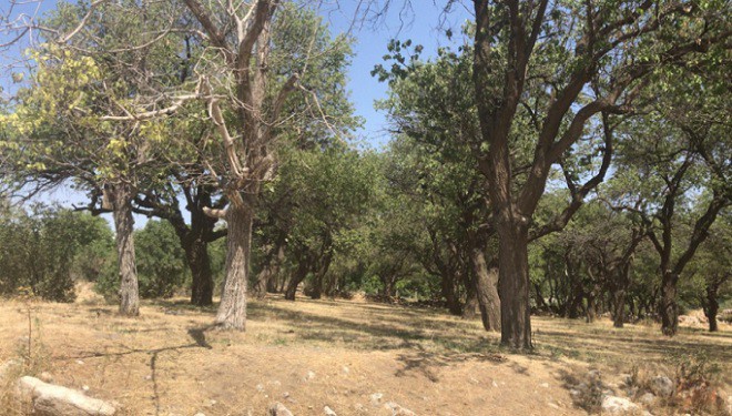 Van Edremit'teki meyve ağaçları kurumaya terk edildi