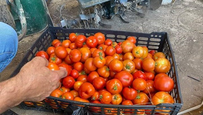 Özalp Belediyesi, seralarda ürettiği ürünleri ihtiyaç sahiplerine dağıttı