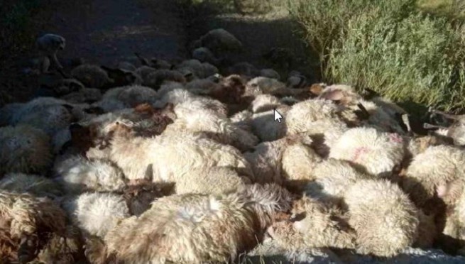 Kurtlar ve köpekler boğuştu, 300 küçükbaş hayvan korkudan birbirini ezdi!