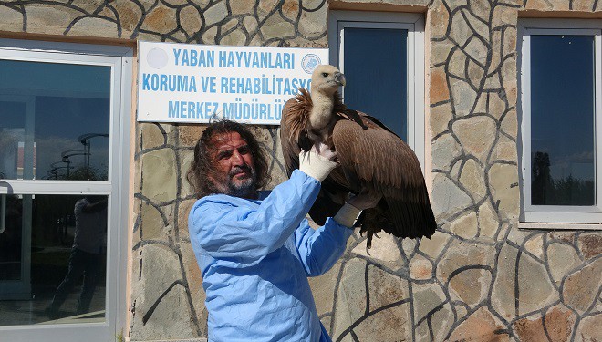 Nesli tehlikede olan kızıl akbaba Van'da tedavi altına alındı