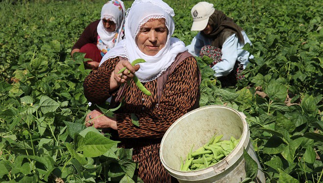 ‘Gevaş fasulyesi’ tescillendi, yöre halkı ne dedi?