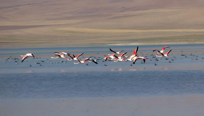 Prof. Dr. Aslan: “Van Gölü Havzası flamingoların üreme bölgesi olabilir”