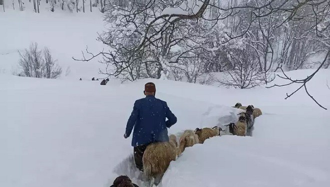 Van'da küçükbaş sürüsünün karda zorlu yolculuğu
