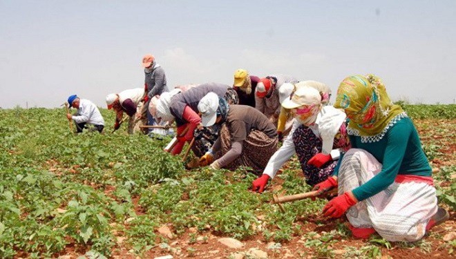 Kurayla 1500 tarım işçisi alınacak