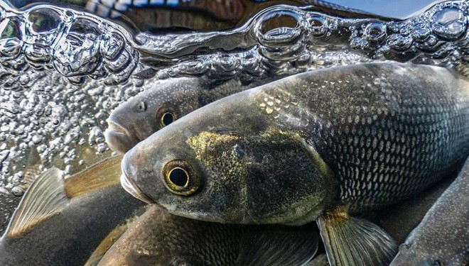 Van Balığı birincilik için yarışıyor