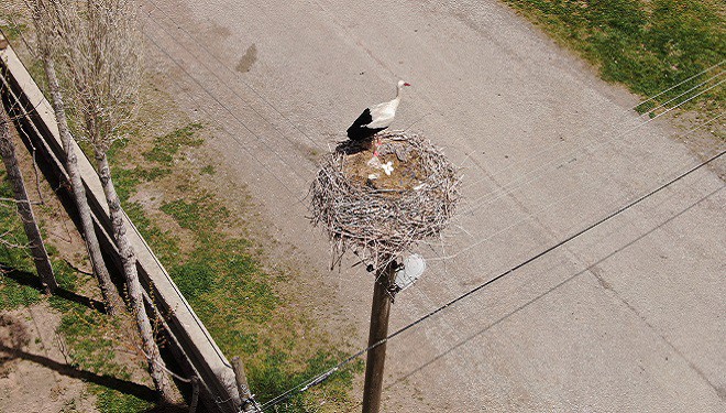 Yuvalarına dönen leylekler kuluçkaya yattı