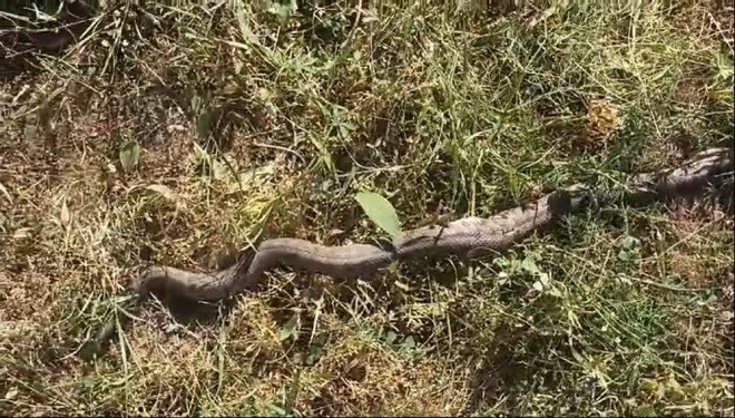 Çatak'ta tarlada ot biçerken zehirli 'koca engerek' gördüler