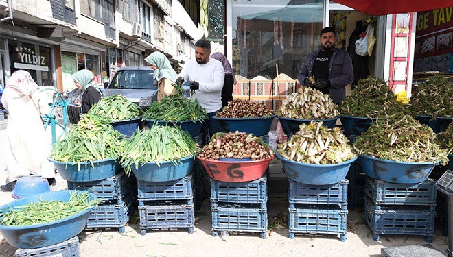 Van’da dağlarda yetişen yöresel bitkilere ilgi fazla