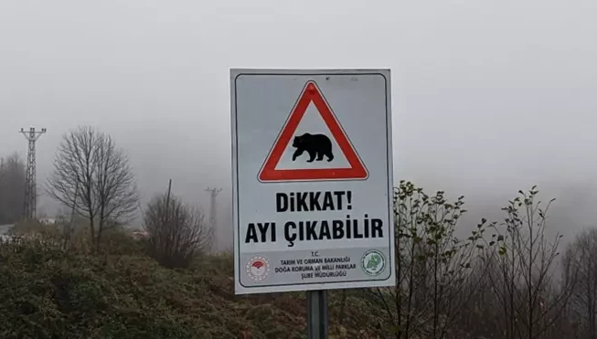 Üniversiteden öğrencilere uyarı: 'Kampüste ayı görüldü'