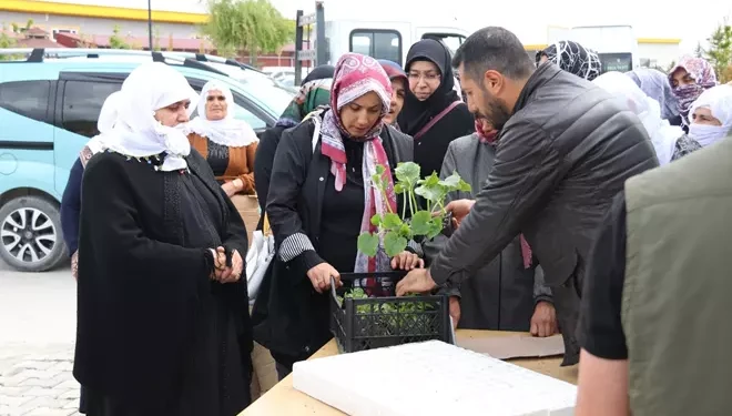 Edremit Belediyesi'nden Ücretsiz Sebze Fidesi Desteği