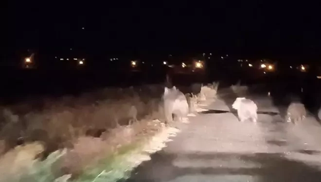 Bal avcısı ayılar ikinci kez arı kovanına saldırdı