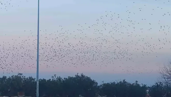 Sığırcık kuşlarının gökyüzündeki dansı mest etti