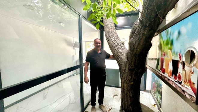 Van’da asırlık ceviz ağacı iş yerinin ortasında yaşatılıyor