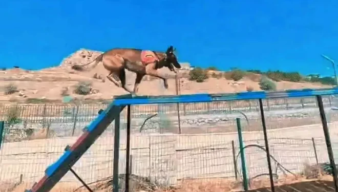 Van jandarmanın hassas burunlu can dostları parkurda ter döküyor