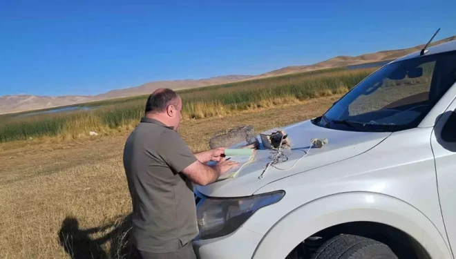 Van’da canlı hayvan kullanarak