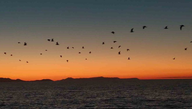 Van Gölü sahillerinde kuşların akşam göçü