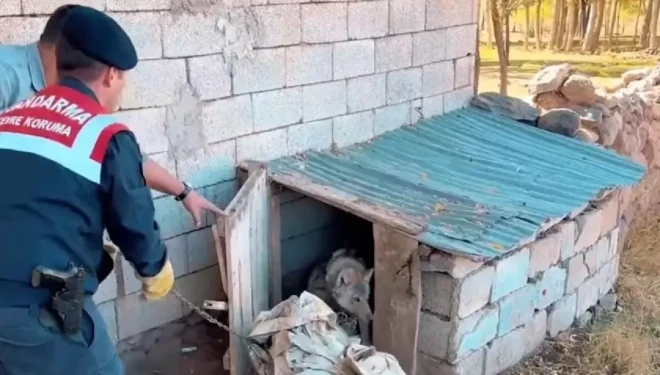 Van’da kurdu zincirle bağlayan şahsa binlerce TL ceza