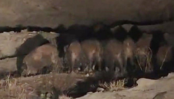 Van'da kırsal mahalleye inen domuz sürüsü görüntülendi