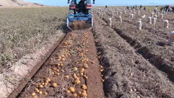 Erciş’te patates hasadı başladı
