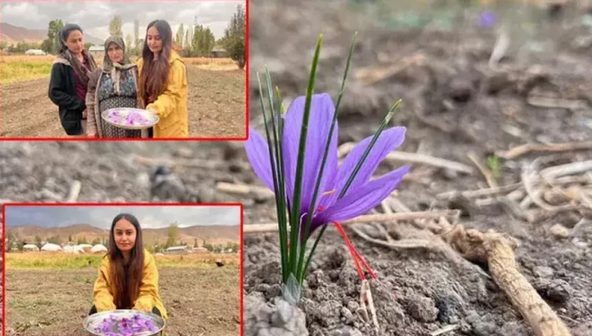 Hakkari'de ilk kez ekildi! Kilosu 600 bin TL