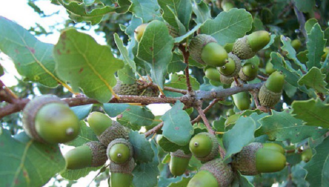 Van’dan doğaseverlere "Palamut" çağrısı