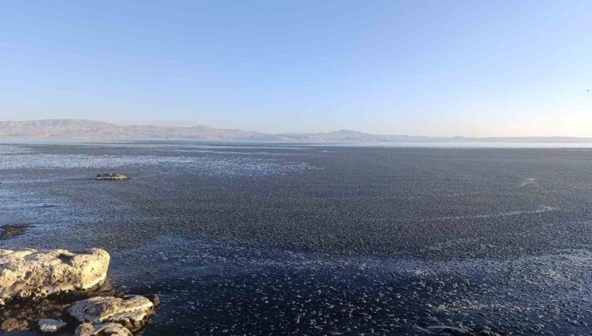 Van Gölü kıyısında yosun tabakası oluştu