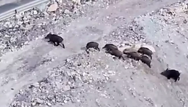 Yüksekova - Van kara yolu üzerinde domuz sürüsü görüntülendi