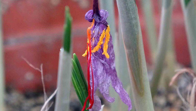 VANF Herbaryumu’nda safran koruma altında