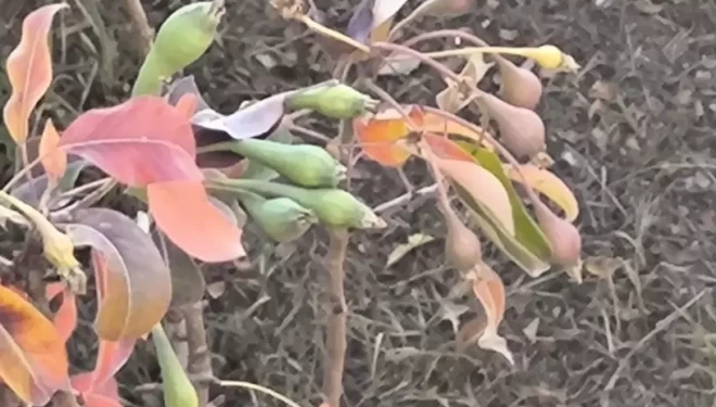 Van'da mevsimle şaştı: Armut ağaçları kasım ayında meyve verdi!