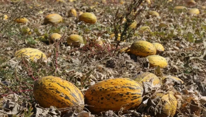 Van'ın Gevaş ve Gürpınar ilçesinde tonlarca mahsul tarlada kaldı