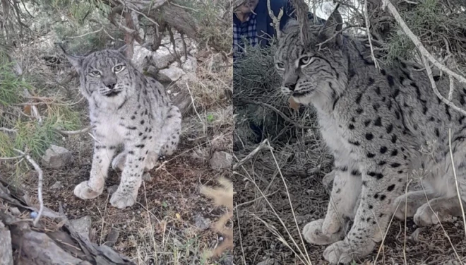 Van'da nesli tehlike altında olan vaşak görüntülendi