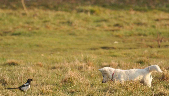 Van kedisine benzetti, fare avlayan köpek olduğu ortaya çıktı